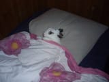 bunnysleepy