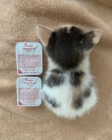 kitteh.smol