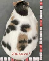 kitteh.thicc