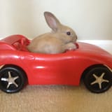 bunnydrive3