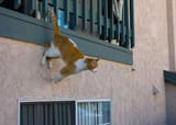 wallcat