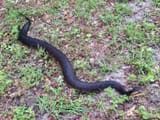 IMG_7345-Florida-cottonmouth