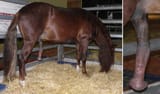 Peruvian_Paso_Horse_penis