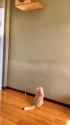 wallcrawler_thumb.jpg
