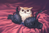 No humans, owl, glasses, unworn bra, lace bra s-2490715875
