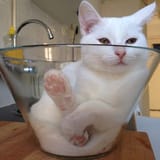 CalciumBowl