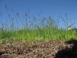 bahia_grass_habit2