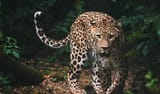 spots.cat.