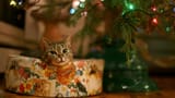 cat.relax................................