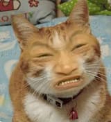 CAT.MAN.....