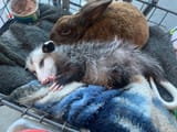 two goofs
