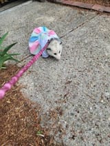 taking a walk