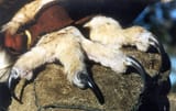 articles-Owl+Physiology-Talons-1