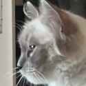 AQOUAcDP96dqmF4gmGP4jk5oc9FvTep343wtCiqAUV9oZdBS7-8oJsBaQXBinTKqQCjveS03gUVPV5XzSpC7Mi1S_thumb.jpg
