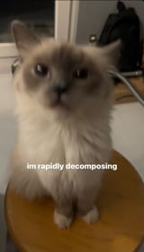 Dedge