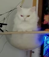 mayo