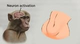 neuronactivation