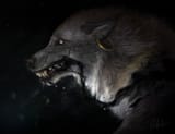 1452740677.wolnir_hau4
