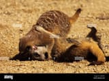 a-pair-of-meerkats-biting-and-wrestling-DXW9NT