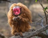 Red-Uakari
