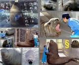 bucketseal