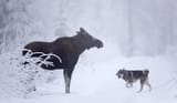 Moose-Dog