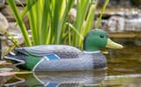 decoy_duck