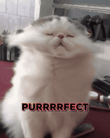 giphy (1)