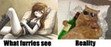 drunk cat - what furries see vs. reality 1465223842395