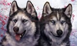 1488326692.wolnir_husky6_copy