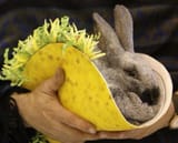 bnuytaco