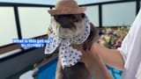kot137