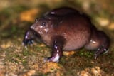 Holistic+approaches+to+conserving+the+purple+frog+in+Kerala+-+Sandeep+Purple+frog+2017+-+Aida+Kowalska