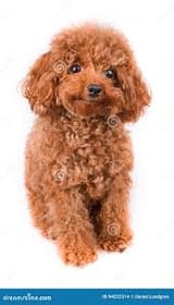 images(3)