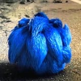 blizzyjosh