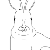 bnuuy