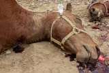 san_gabriel_valley_bike_trail_horse_throat_slit