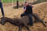 The+picture+of+a+Grand+National-winning+trainer+sitting+atop+a+dead+horse+is+just+the+tip+of+the+iceberg