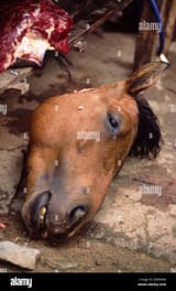 severed-horse-head-at-bihn-lu-market-lai-chau-province-northern-vietnam-BXRMRG