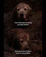 Beautifully-Sad-Ending-To-Homeward-Bound-The-Incredible-Journey-When-Shadow-Says-His-Final-Goodbye-To-Chance