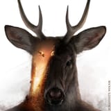 1625240137.wolnir_dl_fin_fa