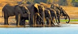 hero-africa-elephants