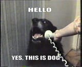 thisisdog