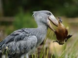 double bird