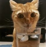 catshook