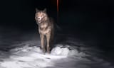 1667259895.wolnir_cannot_unsee_copy