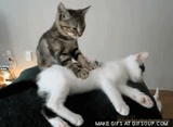BRUTAL CAT FIGHT