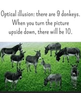 where-is-the-10the-donkey-v0-ysu37x6hl5he1