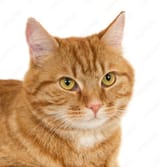 gato