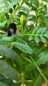 marigoldflowerbud